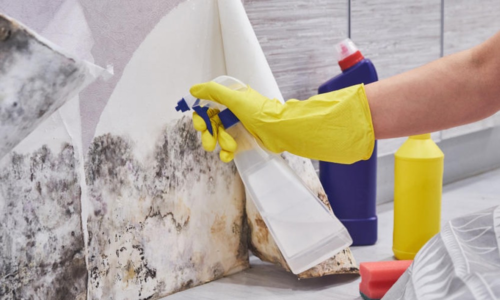 Clean Mould from your House