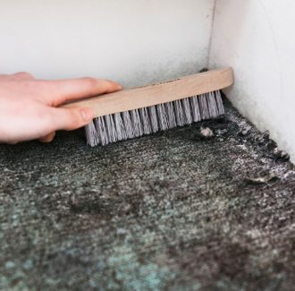 Mould In Carpet Treatment