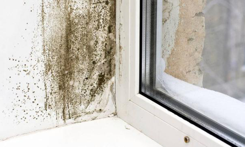 Where Can You Find Mould