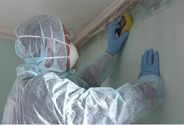 Professional Mould Removal