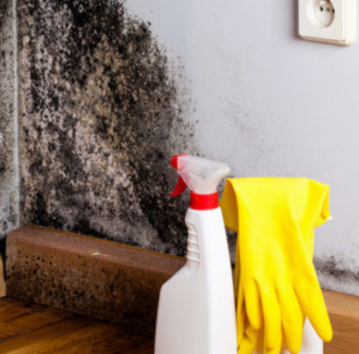 Myths and Truths About Mould