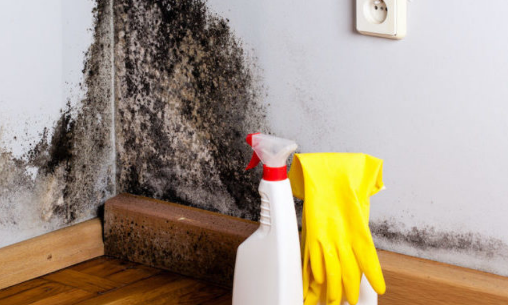 myths-and-truths-about-mould-absolute-restoration