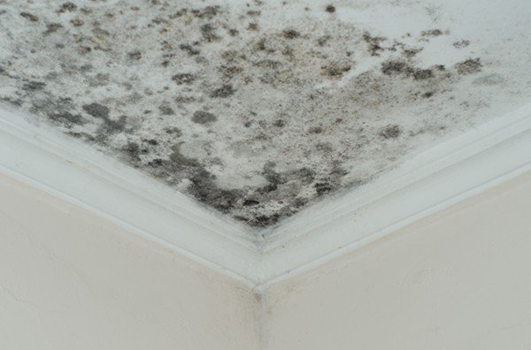 Black mould contamination and moisture damage affecting a ceiling corner inside a Melbourne property