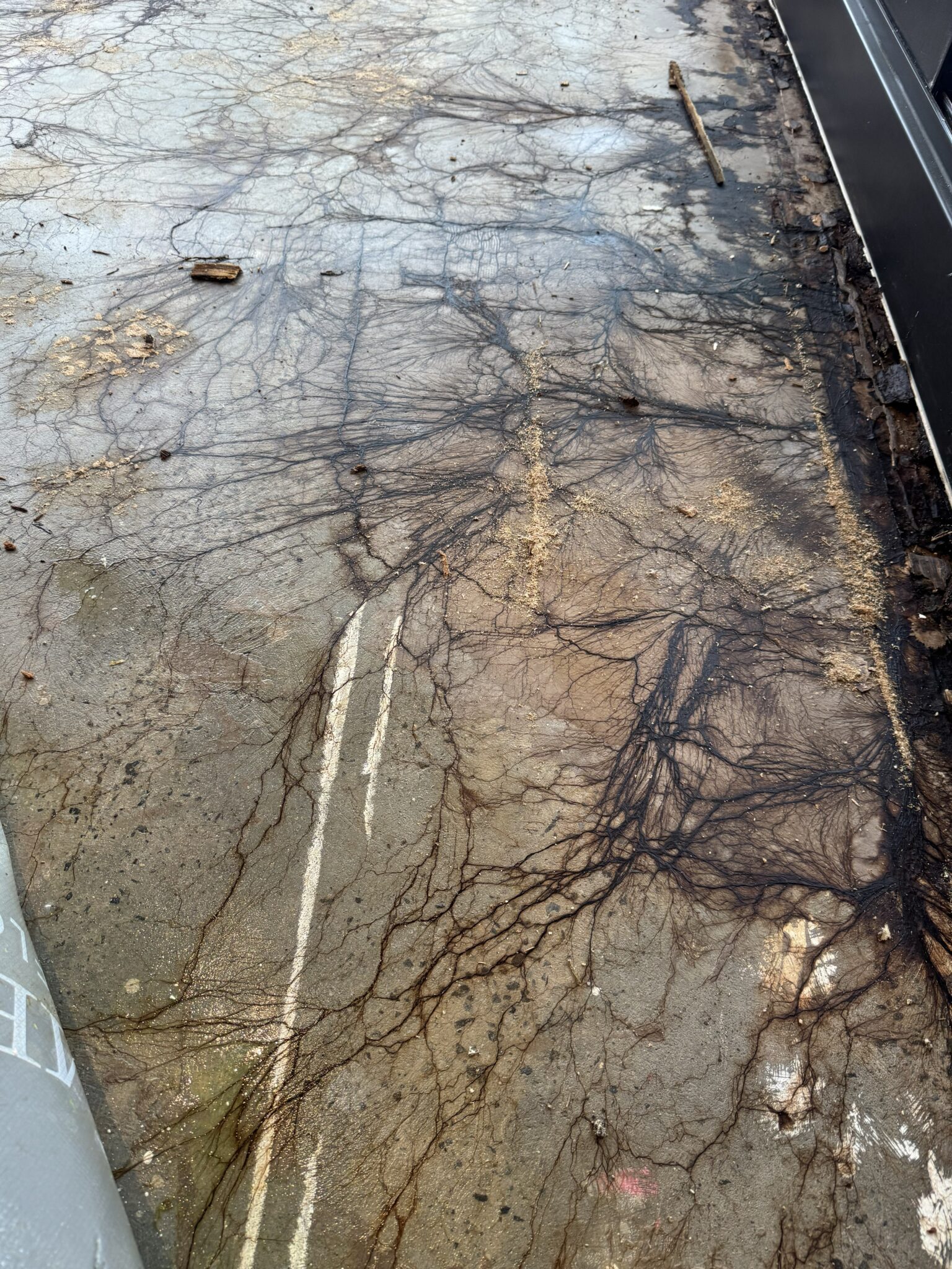 Exposed concrete substrate assessed after water-damaged flooring was lifted