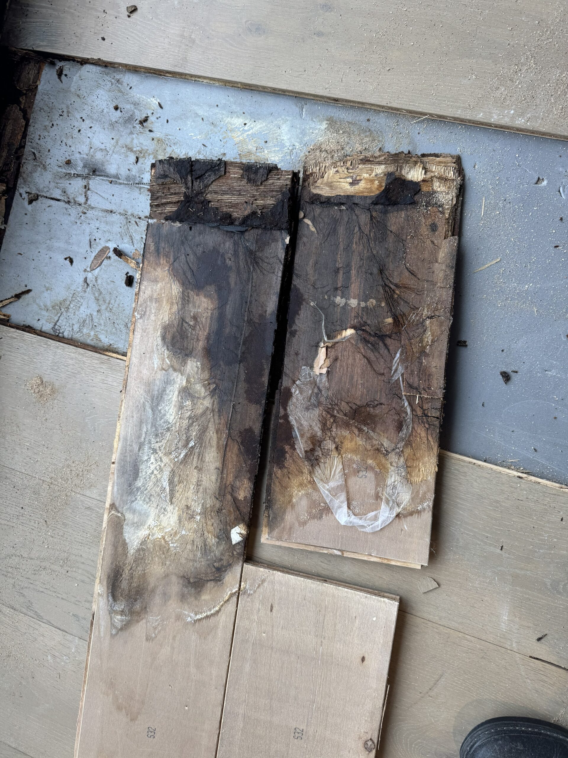 Hidden mould contamination beneath water-damaged timber flooring